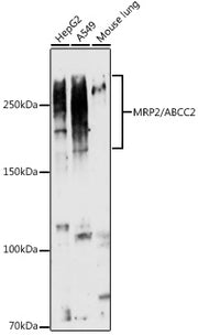MRP2/ABCC2 Rabbit pAb