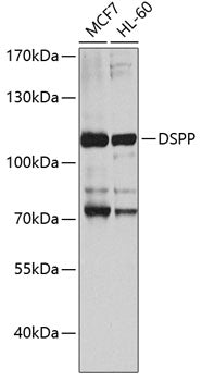 DSPP Rabbit pAb