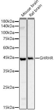 GHRHR Rabbit pAb