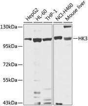 HK3 Rabbit pAb
