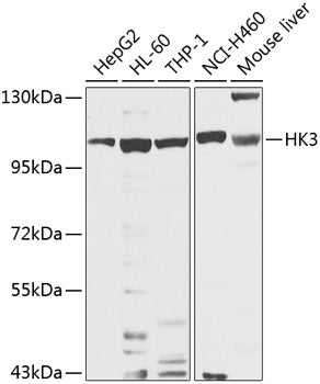 HK3 Rabbit pAb