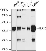 HLA-E Rabbit pAb