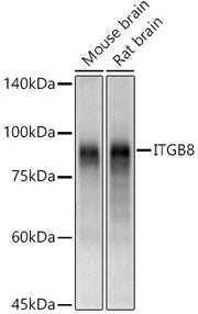 ITGB8 Rabbit pAb