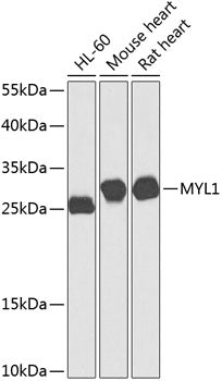 MYL1 Rabbit pAb