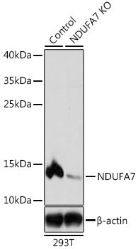 [KO Validated] NDUFA7 Rabbit pAb