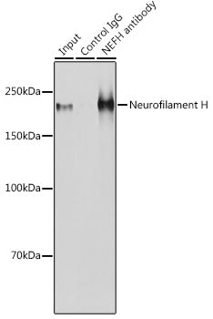 Neurofilament H Rabbit pAb