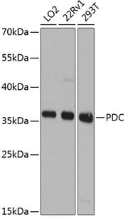 PDC Rabbit pAb