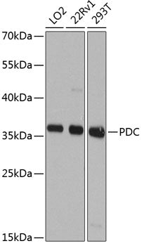 PDC Rabbit pAb
