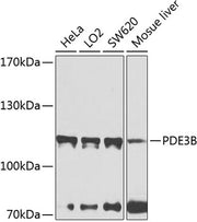 PDE3B Rabbit pAb