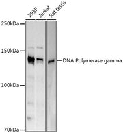 DNA Polymerase gamma Rabbit pAb