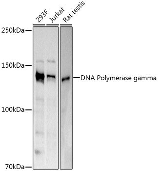 DNA Polymerase gamma Rabbit pAb