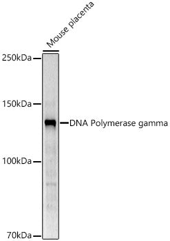 DNA Polymerase gamma Rabbit pAb