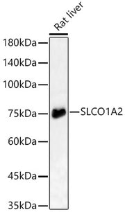 SLCO1A2 Rabbit pAb