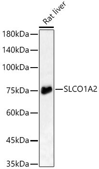SLCO1A2 Rabbit pAb