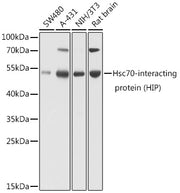 Hsc70-interacting protein (HIP) Rabbit pAb