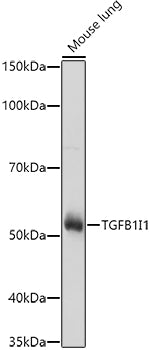 TGFB1I1 Rabbit pAb