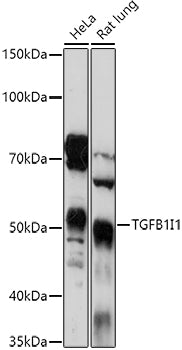 TGFB1I1 Rabbit pAb