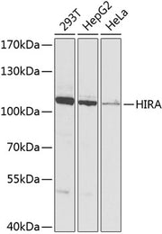 [KO Validated] HIRA Rabbit pAb