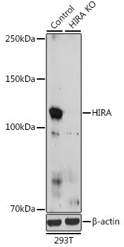 [KO Validated] HIRA Rabbit pAb