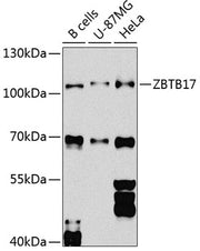 ZBTB17 Rabbit pAb