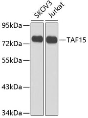 TAF15 Rabbit pAb