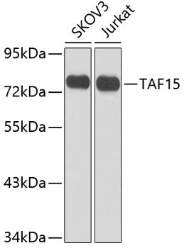 TAF15 Rabbit pAb