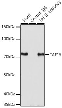 TAF15 Rabbit pAb