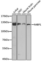 N4BP1 Rabbit pAb