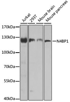 N4BP1 Rabbit pAb