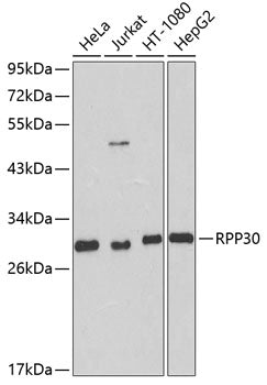 RPP30 Rabbit pAb