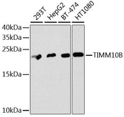 TIMM10B Rabbit pAb