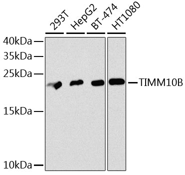 TIMM10B Rabbit pAb