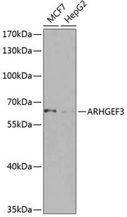 ARHGEF3 Rabbit pAb