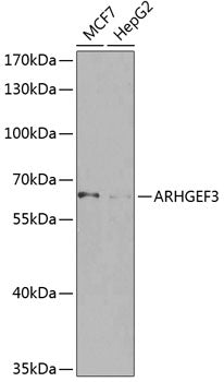 ARHGEF3 Rabbit pAb