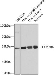 FAM20A Rabbit pAb