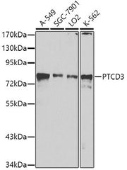 PTCD3 Rabbit pAb