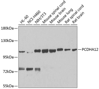 PCDHA12 Rabbit pAb