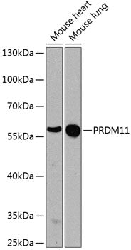 PRDM11 Rabbit pAb
