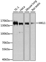 MKL1 Rabbit pAb
