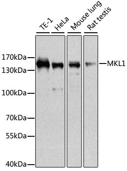 MKL1 Rabbit pAb
