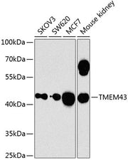 TMEM43 Rabbit pAb