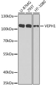 VEPH1 Rabbit pAb