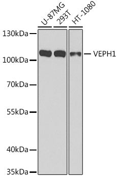 VEPH1 Rabbit pAb