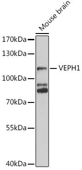 VEPH1 Rabbit pAb