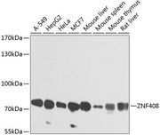 ZNF408 Rabbit pAb