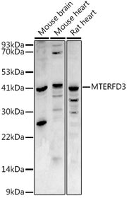 MTERFD3 Rabbit pAb