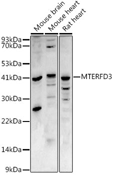 MTERFD3 Rabbit pAb