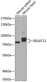SIGLEC12 Rabbit pAb