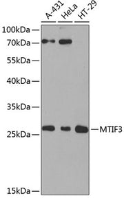 MTIF3 Rabbit pAb
