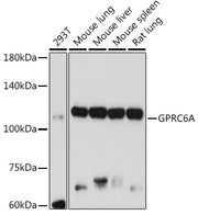 GPRC6A Rabbit pAb